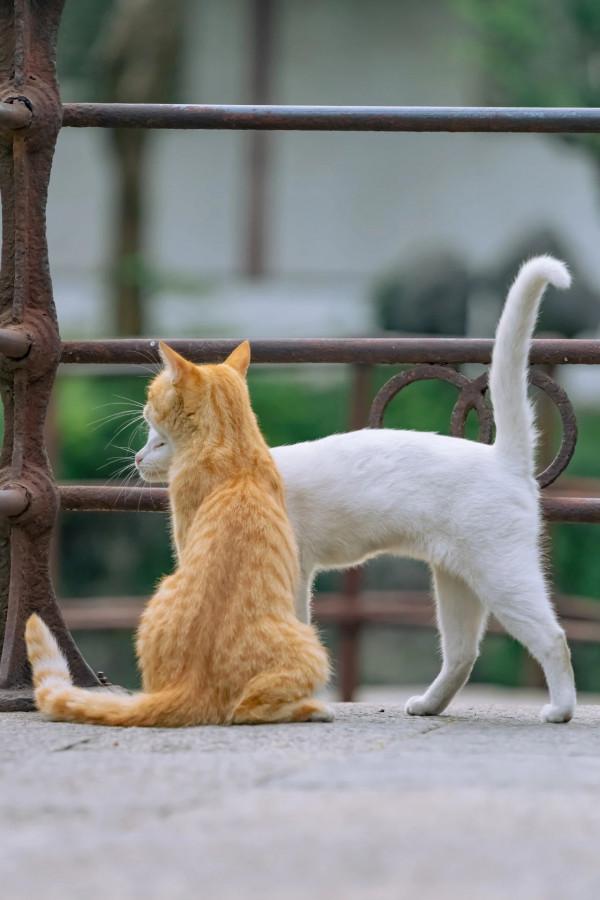 嬉笑怒打，皆是真愛——蘇州園林裡的“神仙眷侶”