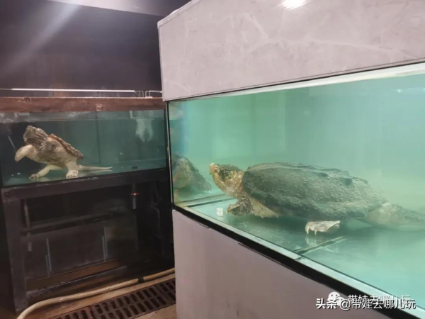 北京新開一家動物園,可以和老虎共進午餐 北京新開一家動物園,可以和老虎共進午餐