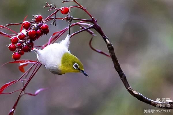 萌萌可愛小精靈——繡眼鳥