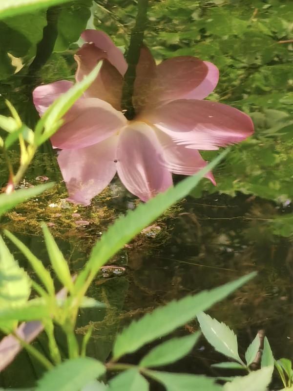 步入圓明園西區 皇帝的寢室