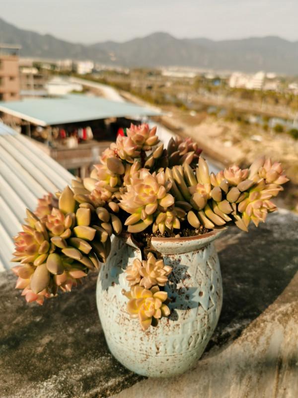 這“三多肉”不怕凍,越冷越美出狀態,零下30℃也能綴滿一大盆 這“三多肉”不怕凍,越冷越美出狀態,零下30℃也能綴滿一大盆