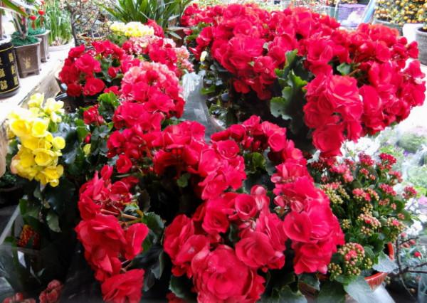 你喜歡逛花市嗎?教你5個“撿漏”技巧,不僅省錢還有可能不花錢 你喜歡逛花市嗎?教你5個“撿漏”技巧,不僅省錢還有可能不花錢