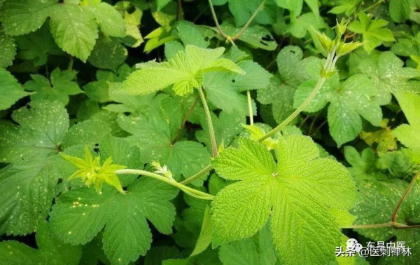 兒童腹瀉的妙藥——拉拉秧