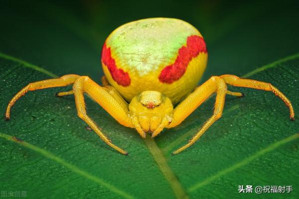 毒蜘蛛-五毒之——蜘蛛毒液,你應該瞭解的毒性知識(一)習性篇 毒蜘蛛-五毒之——蜘蛛毒液,你應該瞭解的毒性知識(一)習性篇