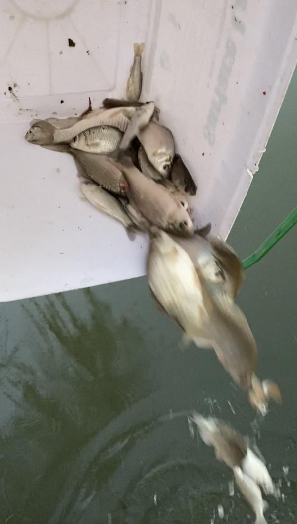 三五釣友相聚小清河，有說有笑豈不美哉