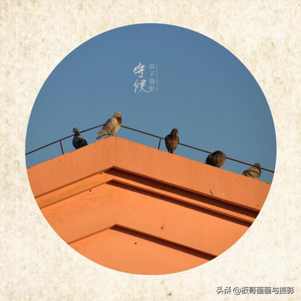 鳥類世界你不懂，等待+守候=信任你的夥伴