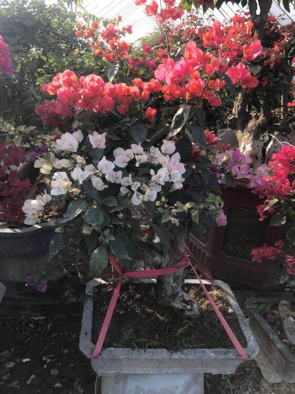 新買的杜鵑,記住4點,不黃葉不落葉,盆盆都能開爆 新買的杜鵑,記住4點,不黃葉不落葉,盆盆都能開爆