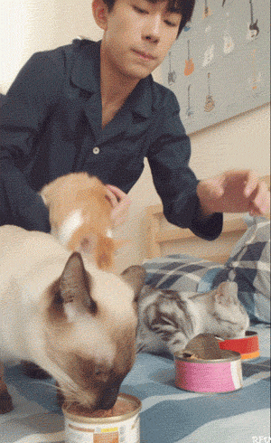 貓：“你們饞了半輩子的男人，被我吸了！”