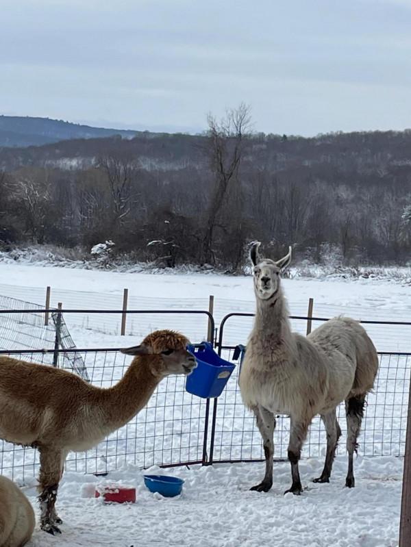 羊駝,竟然還有駝羊……你分得清嗎 羊駝,竟然還有駝羊……你分得清嗎