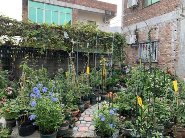 農村沒人要的平房，6萬塊錢買下來，花2萬裝修，養花正好