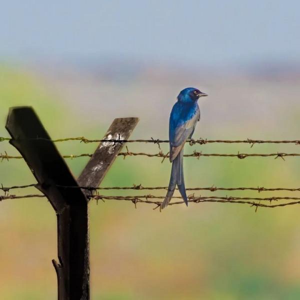 枝上有隻漂亮鳥兒……