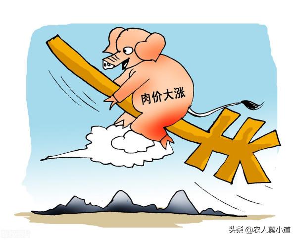豬肉價格有望持續上漲，近期的走勢非常良好，這下養殖戶有信心了