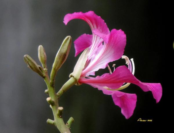 紫荊花，花大豔麗似彩蝶