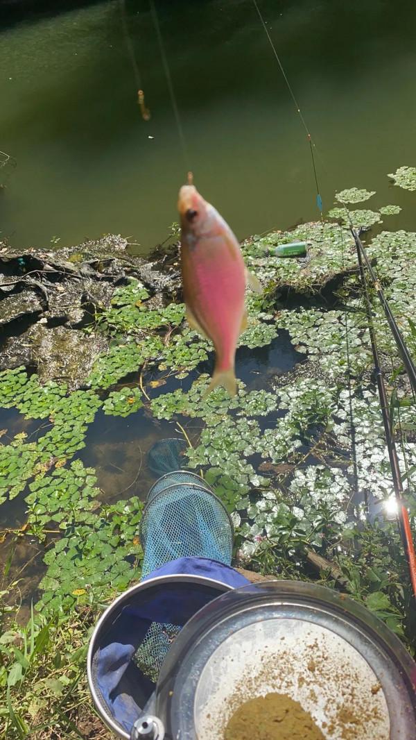 金秋十月野釣大鯽 金秋十月野釣大鯽