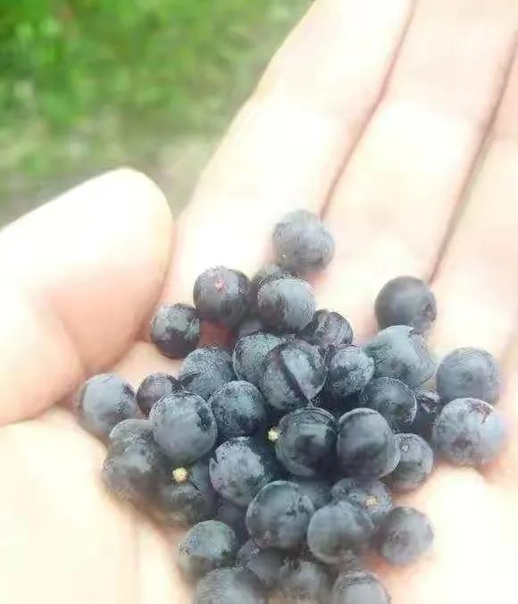 40種野果,滿滿都是兒時的味道 40種野果,滿滿都是兒時的味道