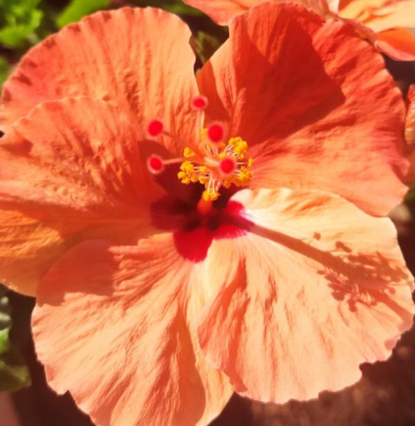 愛上養花之後,會被5種福氣包圍,花友:太幸福了 愛上養花之後,會被5種福氣包圍,花友:太幸福了