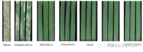 野生二粒小麥抗白粉病基因MlIW172