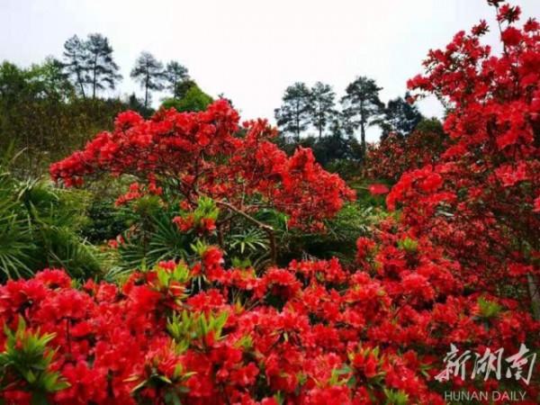 杜鵑草堂花正紅