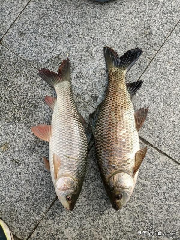 歷經一番驚險刺激的操作，小鉤成功博大魚一條……