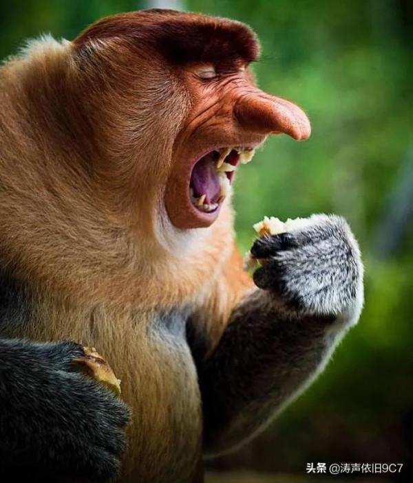 分享—奇特的動物(一) 分享—奇特的動物(一)