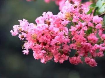 分享——紫薇花