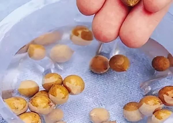 種子預處理，出苗快，蔬菜長得好