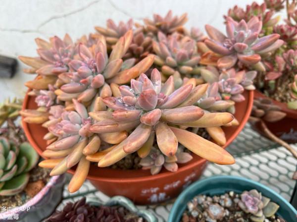 分享一些品種的養護技巧，趕緊收藏，刷過了就找不到啦