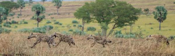鬣狗愛乾淨?事實上關於鬣狗的這些傳聞都不真實,它們也不是犬科 鬣狗愛乾淨?事實上關於鬣狗的這些傳聞都不真實,它們也不是犬科