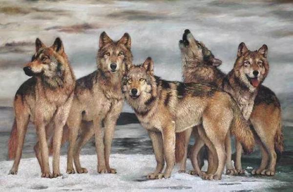 狼群鬧饑荒，母狼將幼崽送老人撫養，半夜偷偷來看望，母子連心