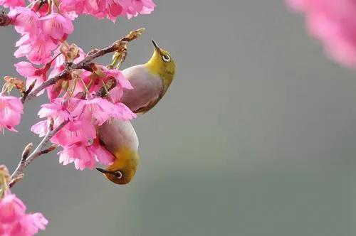 愛情鳥，相親相愛一對鳥