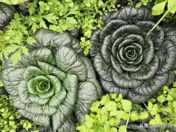 秋分節氣提個醒，這3種喜冷涼又耐寒的蔬菜，露地種植並不晚