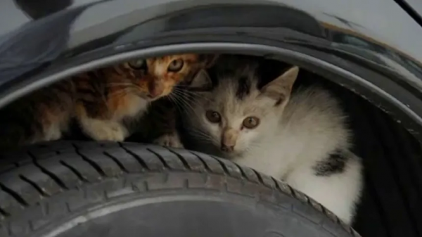 ​貓咪喜歡去超市閒逛，常被誤以為是流浪貓，路人的反應太暖心