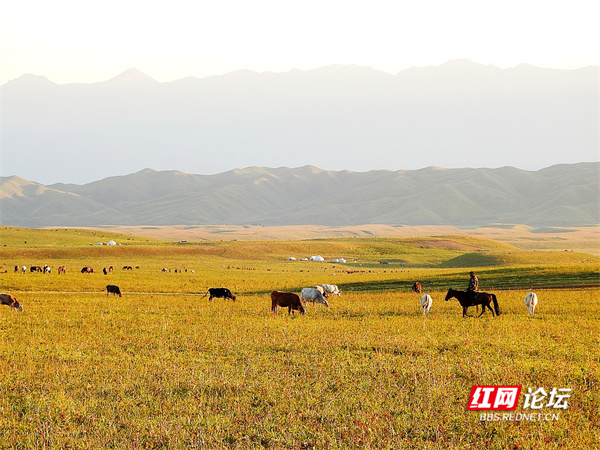 帶你看看網友鏡頭下“那拉提養蜂女”生活的草原有多美