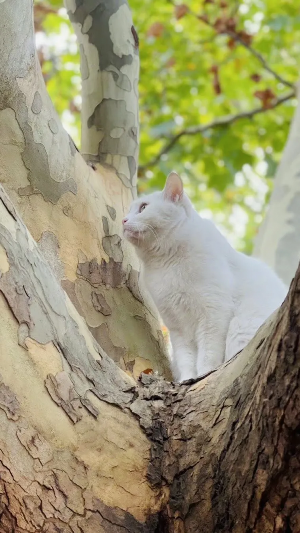 岳家槍和楊家槍能區分了嗎？