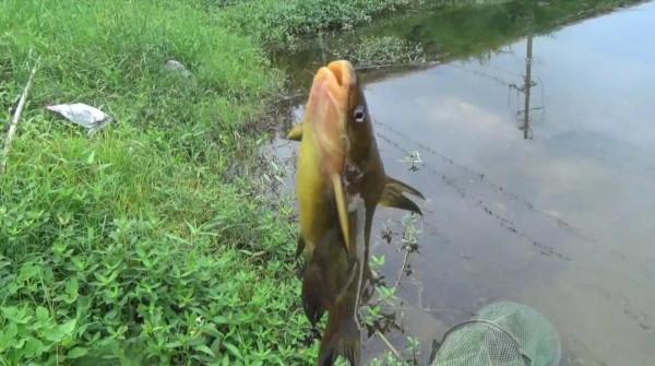 盤點4種“最髒”的魚，每一種都深得釣魚人喜愛，人間少有美味