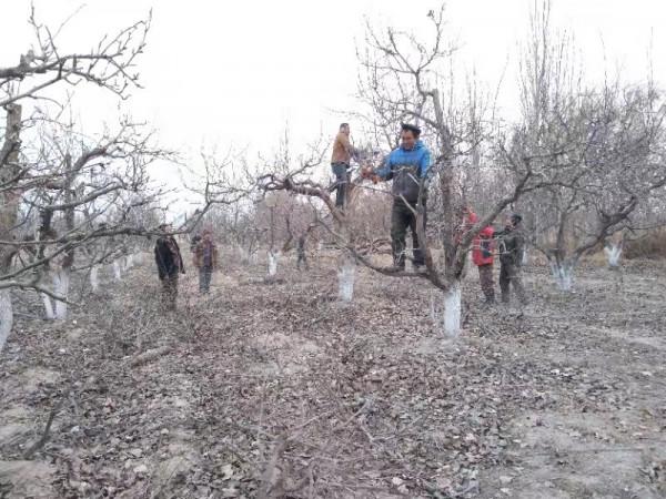 託布力其鄉：一年之計在於春 農民修剪果樹忙