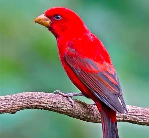 分享：全世界稀有色彩斑斕的鳥兒，太漂亮了