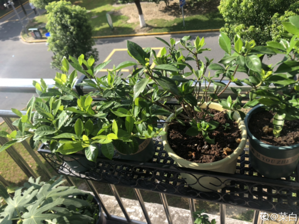 現在給花上秋肥,杆子粗、葉子密,不然冬天都凍死 現在給花上秋肥,杆子粗、葉子密,不然冬天都凍死