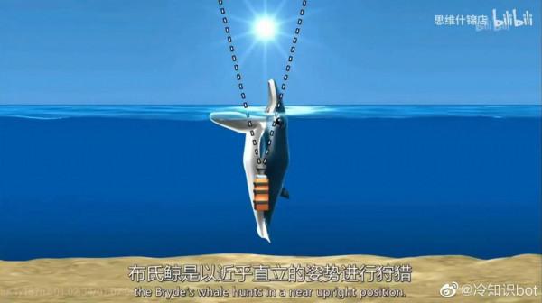 動物界的冷知識