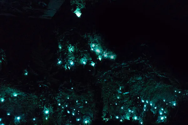 「澳洲·文化」白晝也能去看的星辰：黃金海岸藍光螢火蟲