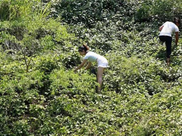 俗稱“地瓜泡”,兒時一挖幾十斤,農村娃當零食吃,如今價值不菲 俗稱“地瓜泡”,兒時一挖幾十斤,農村娃當零食吃,如今價值不菲