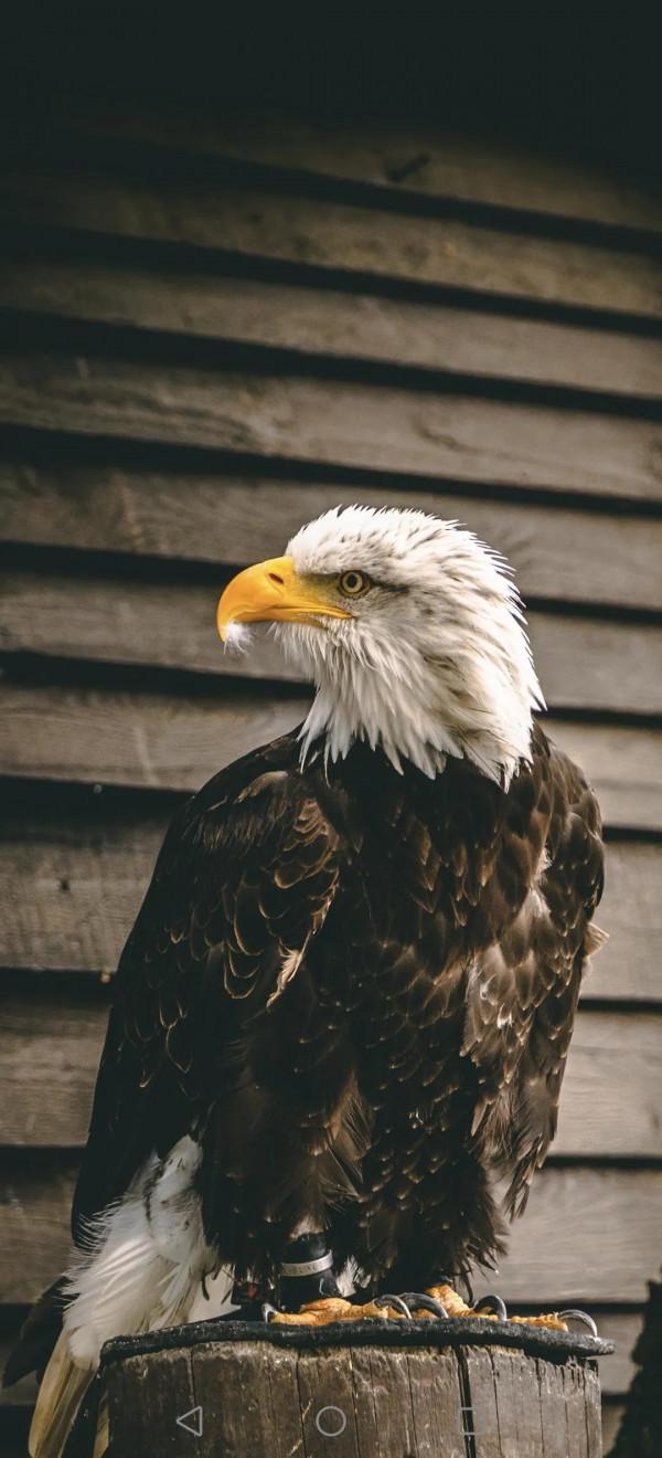 高畫質桌布(260):動物•鷹 高畫質桌布(260):動物•鷹