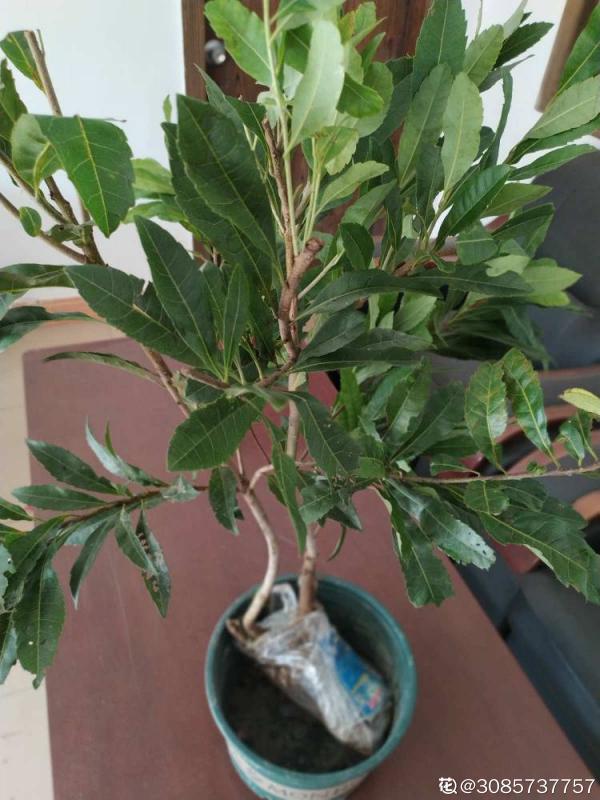 掌握6個養護步驟,放心吃楊梅,清洗也簡單 掌握6個養護步驟,放心吃楊梅,清洗也簡單