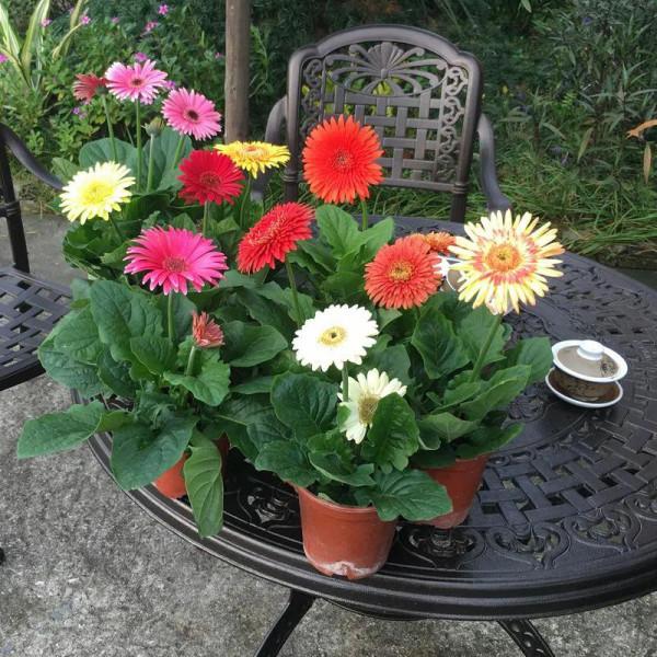 12種對應的“生日花”，根據你的出生月，能找到屬於自己的幸運花