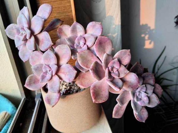 秋天養6種多肉,不愁養護,還特別容易爆盆 秋天養6種多肉,不愁養護,還特別容易爆盆