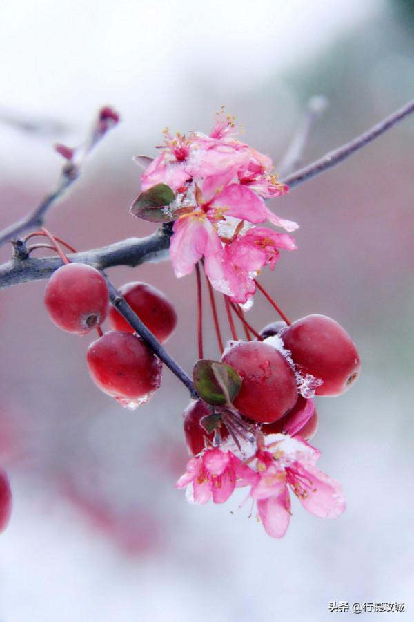 花果相擁迎冬雪,山東黃河玫瑰湖國家溼地公園現奇觀 花果相擁迎冬雪,山東黃河玫瑰湖國家溼地公園現奇觀