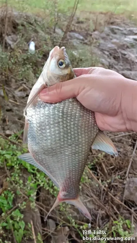 秋風秋雨釣秋水,大風大浪搏大鯉 秋風秋雨釣秋水,大風大浪搏大鯉
