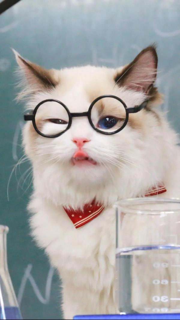 60多張有趣且可愛的貓看了讓人心情愉快