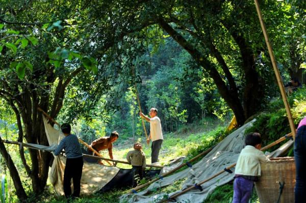 11月，看湖北，疊翠流金！