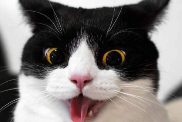 很難“伺候”的幾種貓,惹不起更哄不起 很難“伺候”的幾種貓,惹不起更哄不起